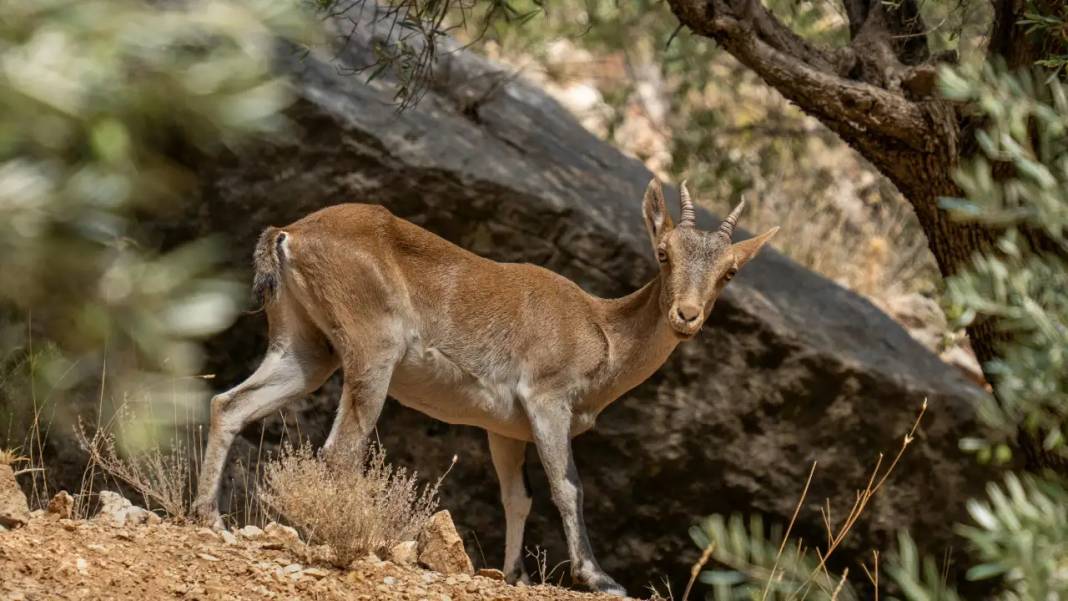 Antalya'da Keçi Avlamak 1 Milyon TL! İşte İhale Detayları 7